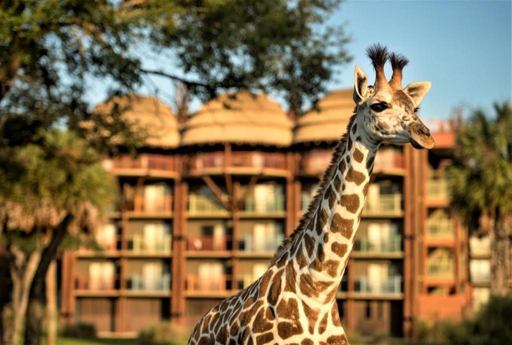 Disney'S Animal Kingdom Lodge Four Corners Esterno foto